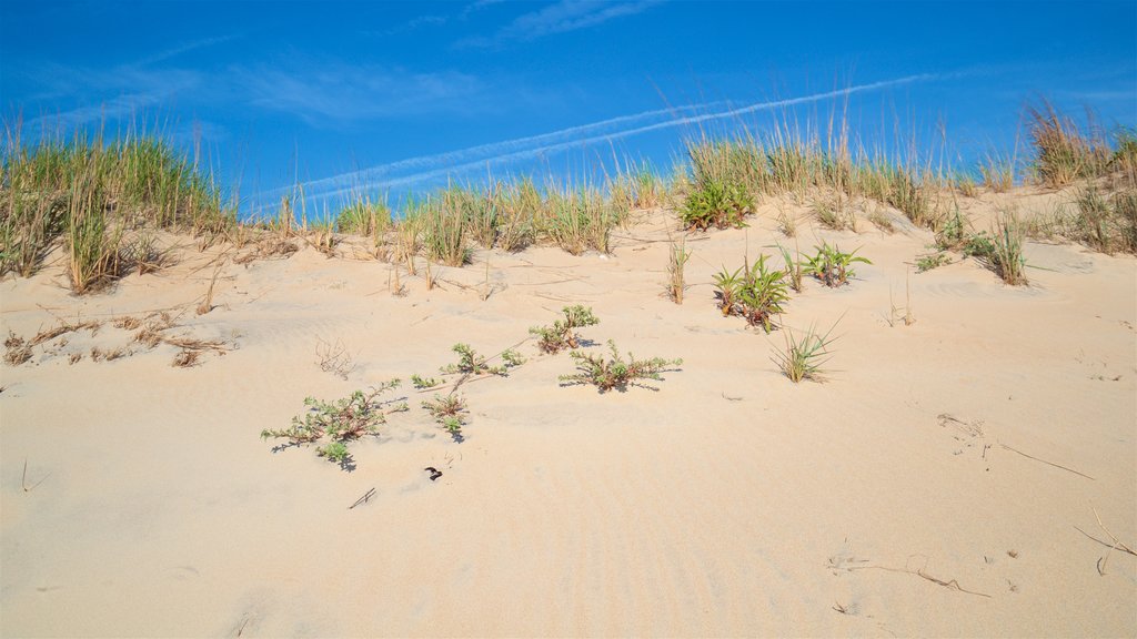 Parque estatal de Fenwick Island mostrando una playa de arena