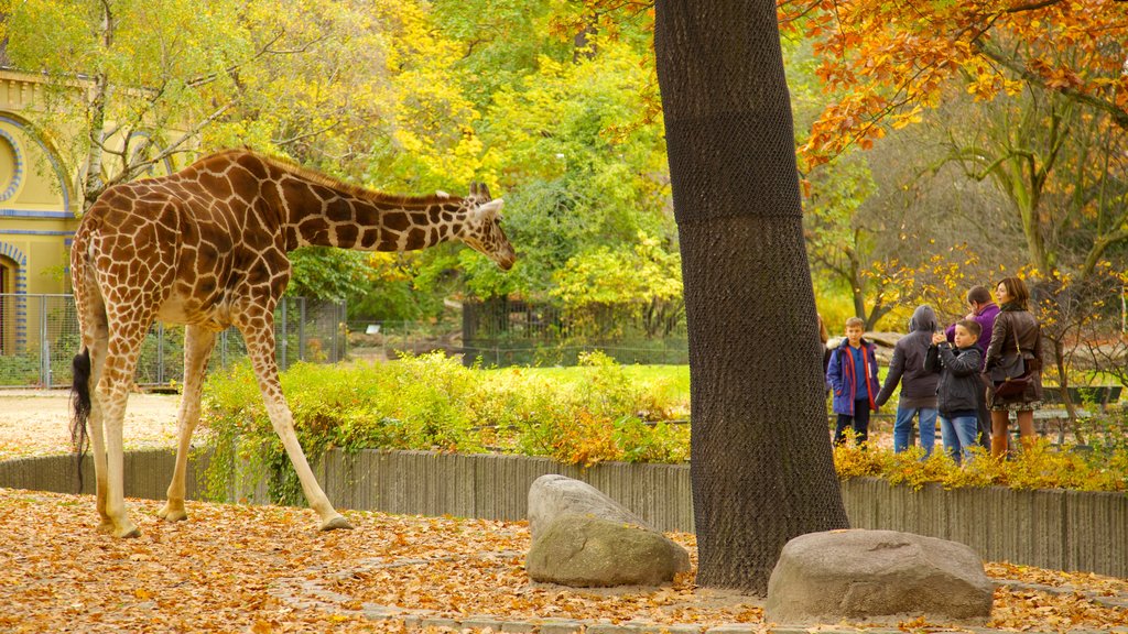 Zoológico de Berlín mostrando un parque, animales terrestres y los colores del otoño