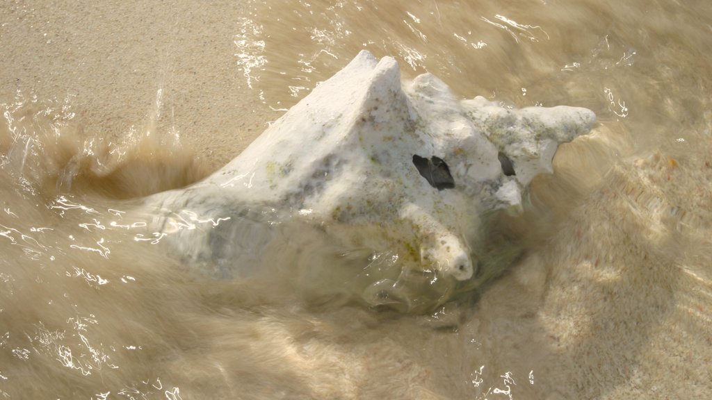 Panama showing a sandy beach and marine life