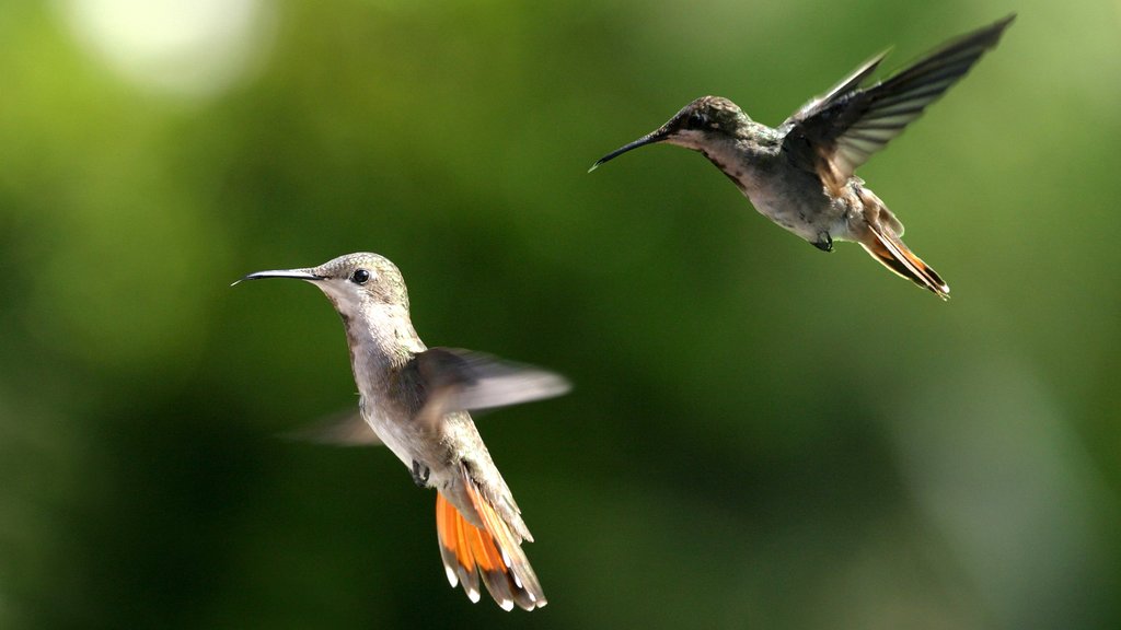 Trinidad showing bird life