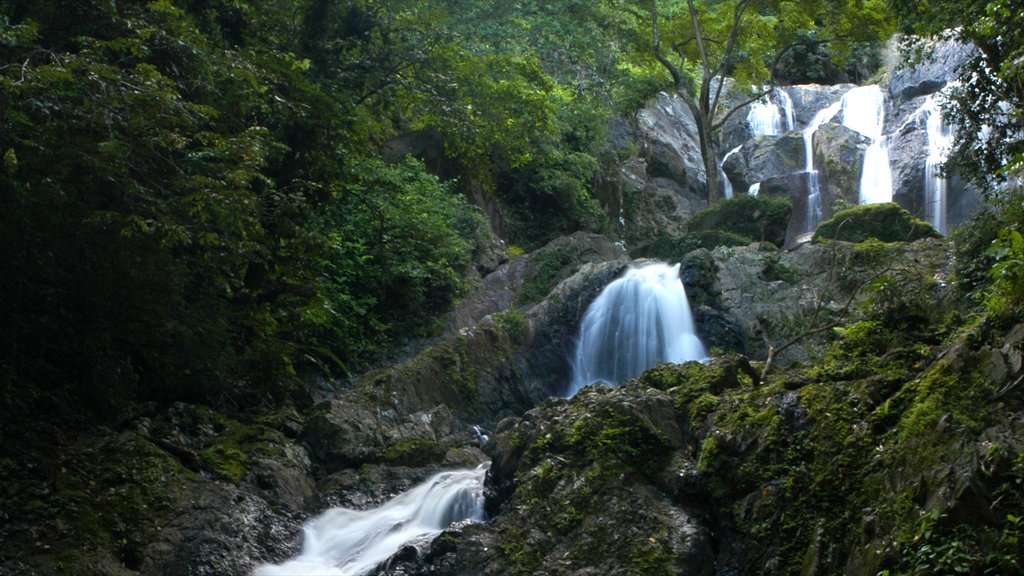 Trinidad featuring a waterfall and forests