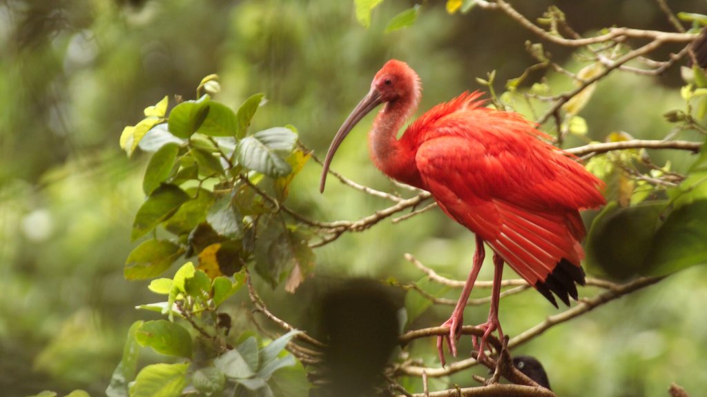 Trinidad featuring bird life, zoo animals and forest scenes