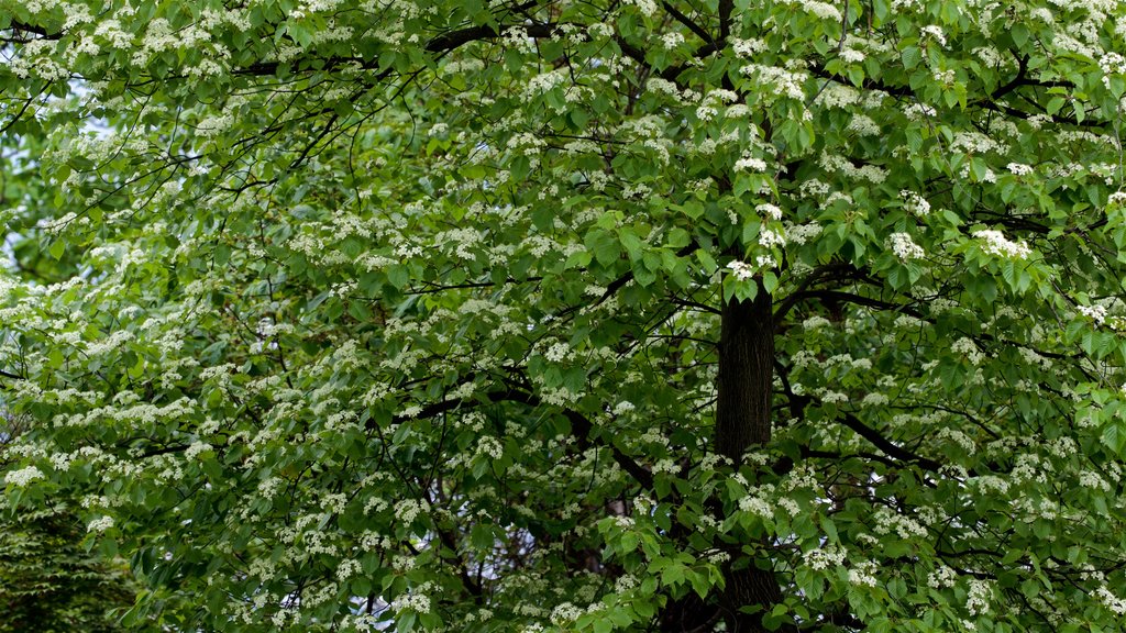 Parque Namsan mostrando flores silvestres y jardín