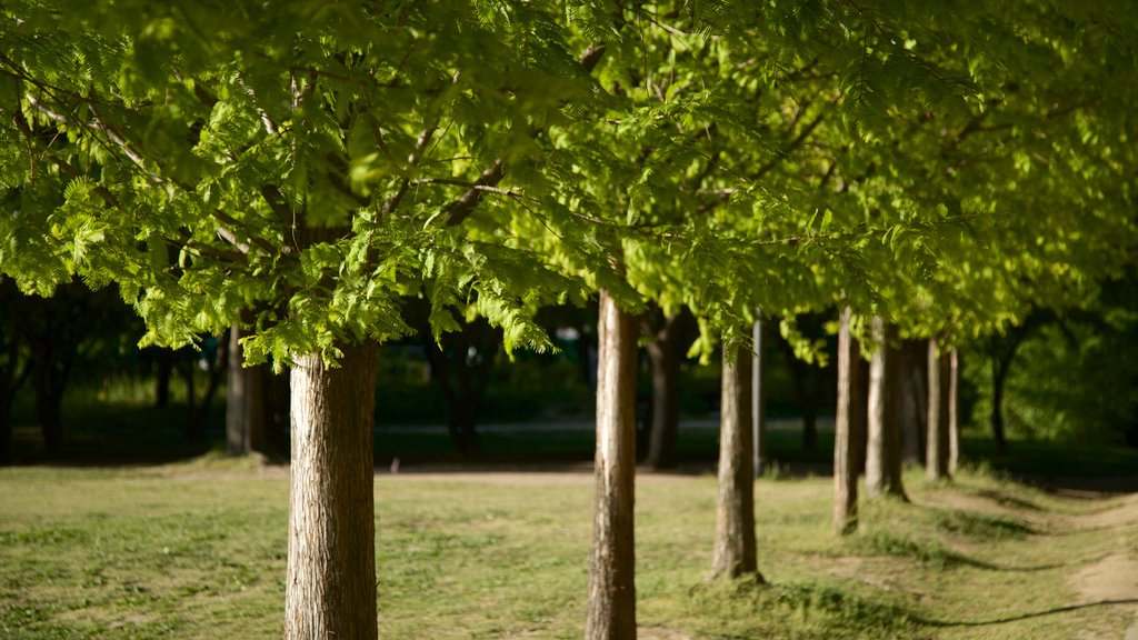 Seoul Forest showing a garden