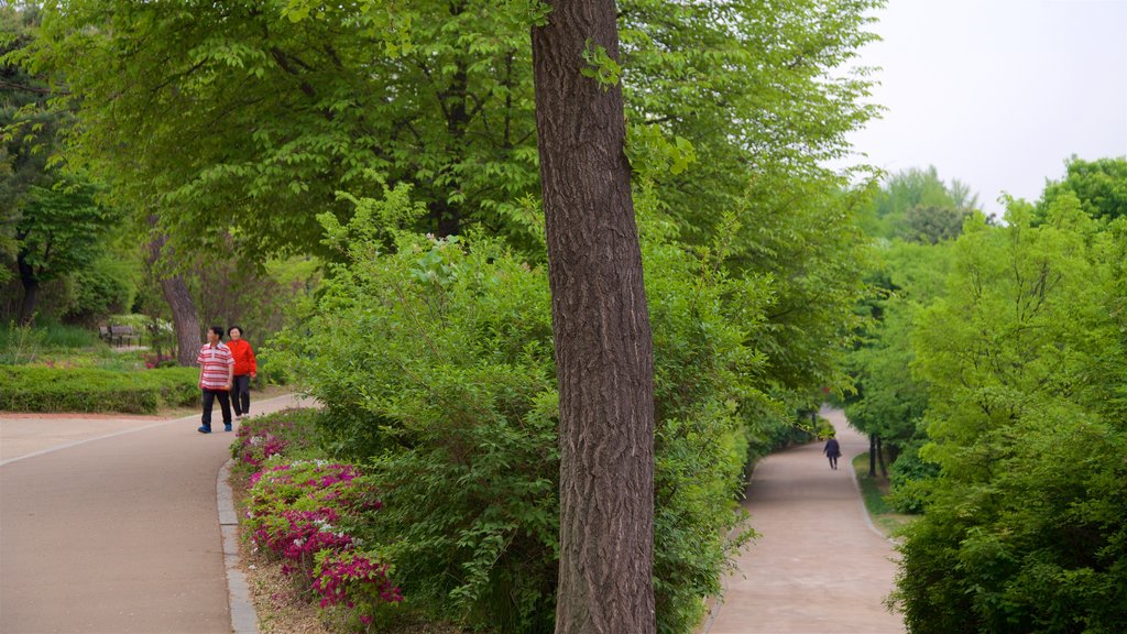 Jardín Botánico de Namsan ofreciendo un parque, senderismo o caminata y flores silvestres