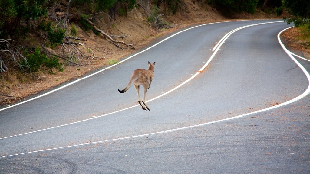 Victoria which includes cuddly or friendly animals