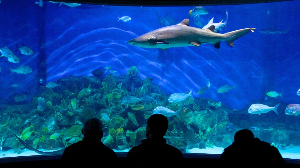 Melbourne caratteristiche di animali marini e vista interna cosi come un piccolo gruppo di persone