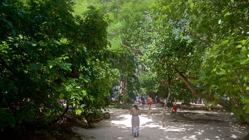 Bamboo Island mostrando bosques y una playa y también una mujer