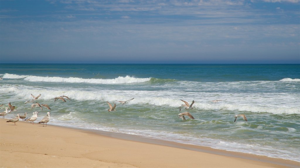 Pantai Cooper