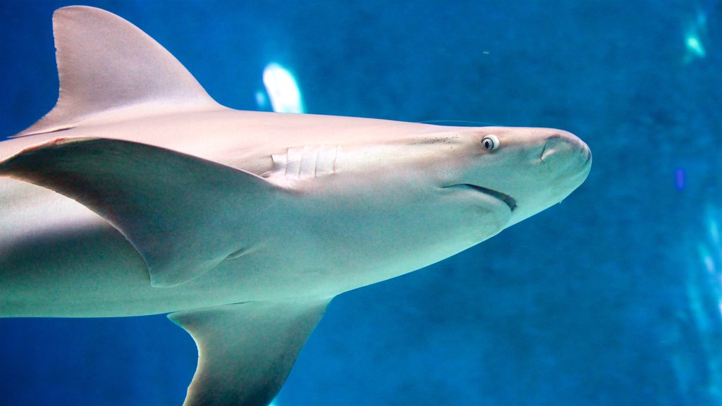 热那亚水族馆