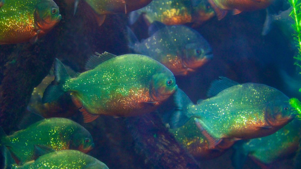 热那亚水族馆