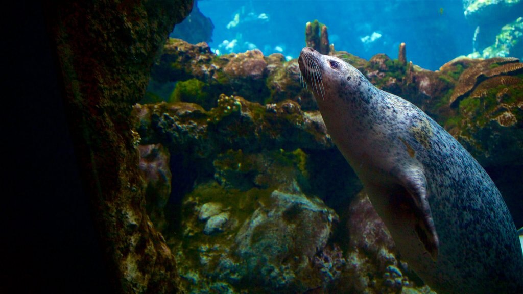 热那亚水族馆