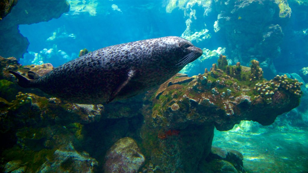 Aquarium Genua