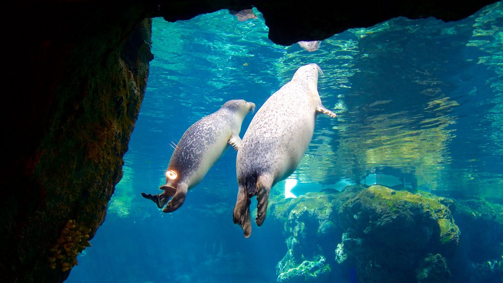 Aquarium van Genoa