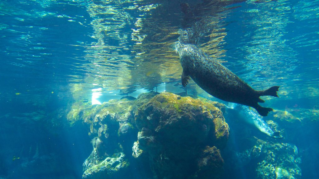 熱那亞水族館