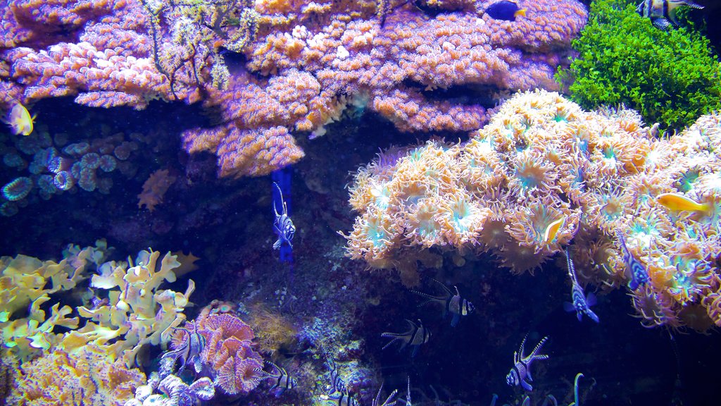 熱那亞水族館