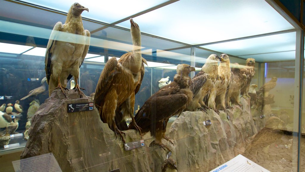 Museo di Scienze Naturali E. Caffi