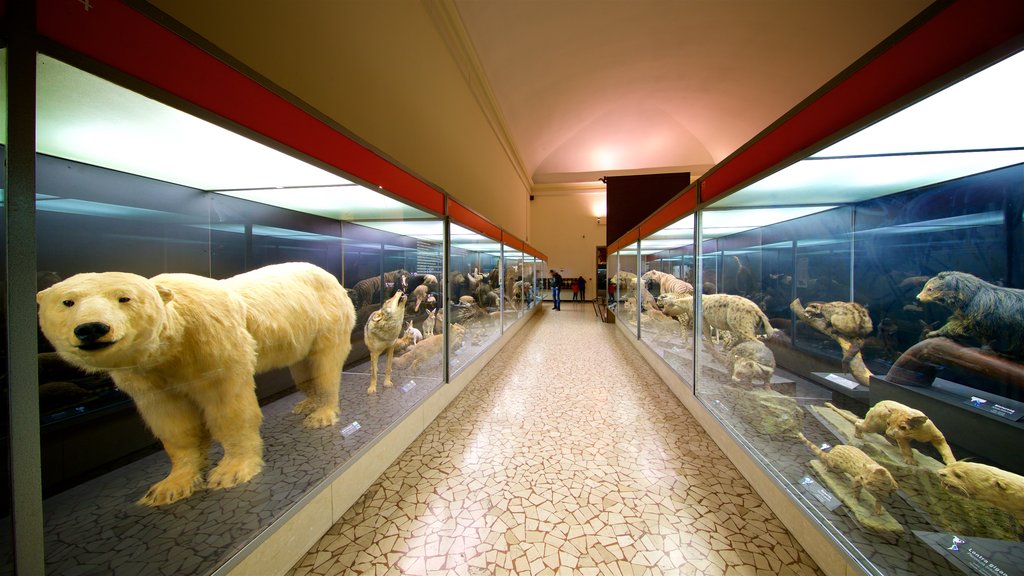 Musée des sciences naturelles de Caffi