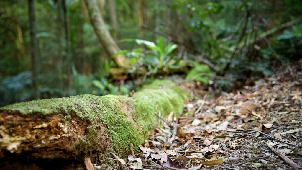 Kondalilla National Park