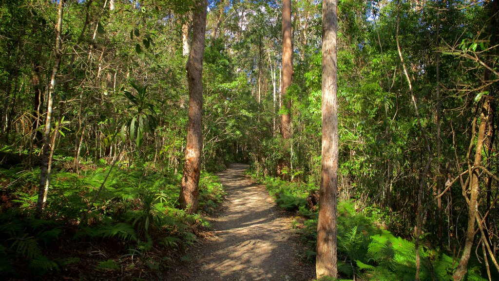 Parque nacional Kondalilla