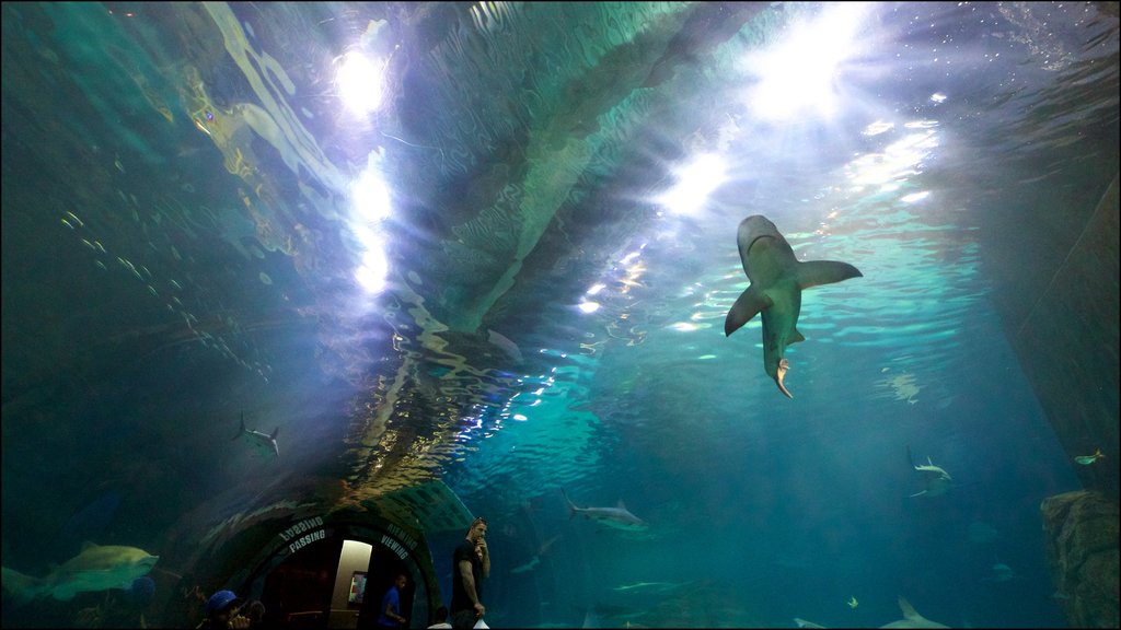 Adventure Aquarium featuring marine life and interior views as well as a small group of people