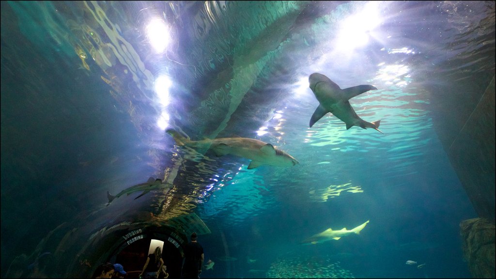 Adventure Aquarium mostrando vida marinha e vistas internas assim como um pequeno grupo de pessoas