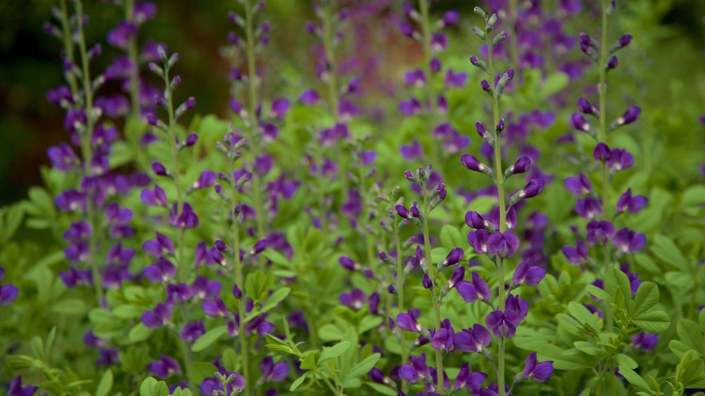 Van Vleck House & Gardens featuring wild flowers