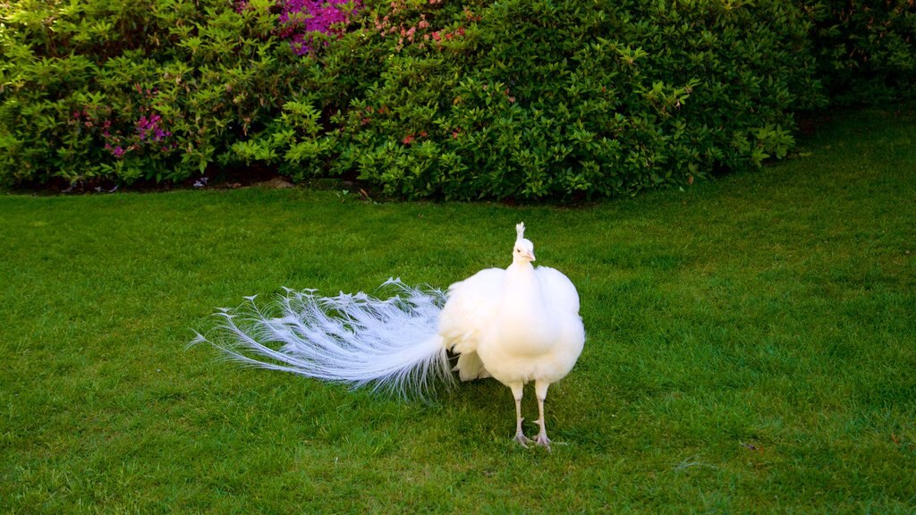 Isola Madre botaniske hage som viser fugleliv og park