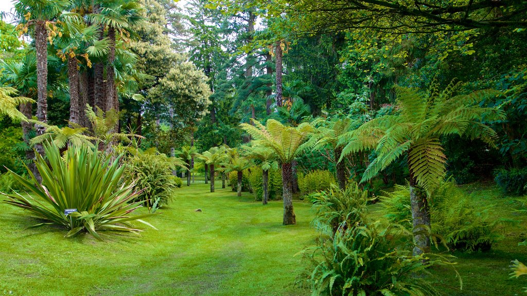 Jardim Botânico de Villa Taranto mostrando um jardim