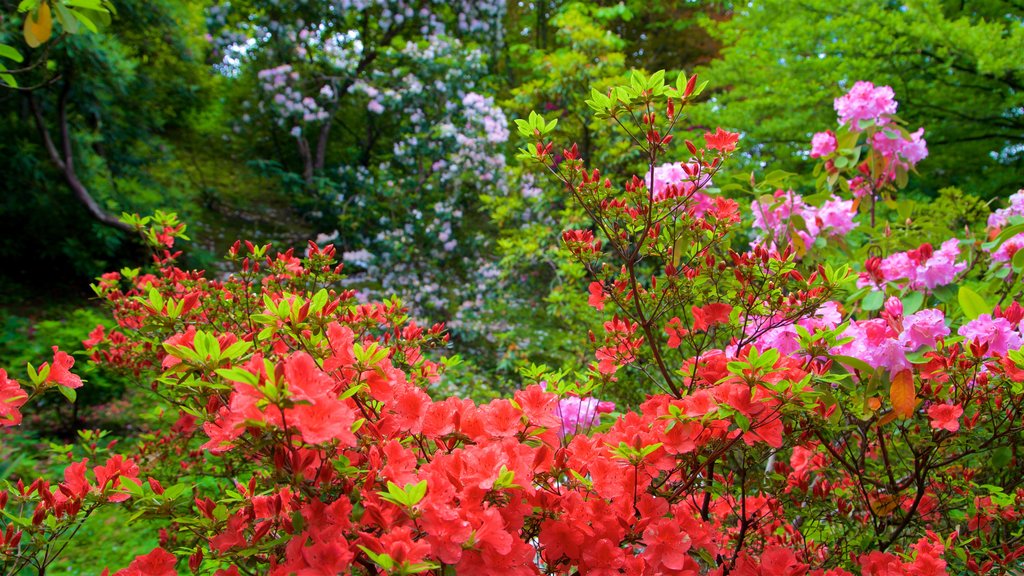 Villa Taranto Botaniske Have som viser vilde blomster og en park