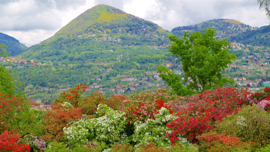 Jardim Botânico de Villa Taranto caracterizando montanhas, uma cidade pequena ou vila e flores silvestres