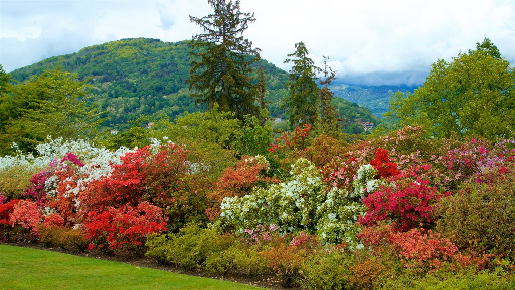 Jardín Botánico Villa Taranto que incluye un parque y flores silvestres