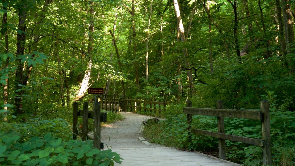 Rock Bridge Memorial State Park showing forest scenes