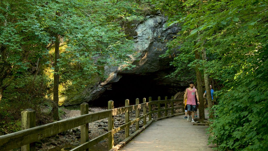 Rock Bridge Memorial State Park featuring forest scenes and caves as well as a small group of people