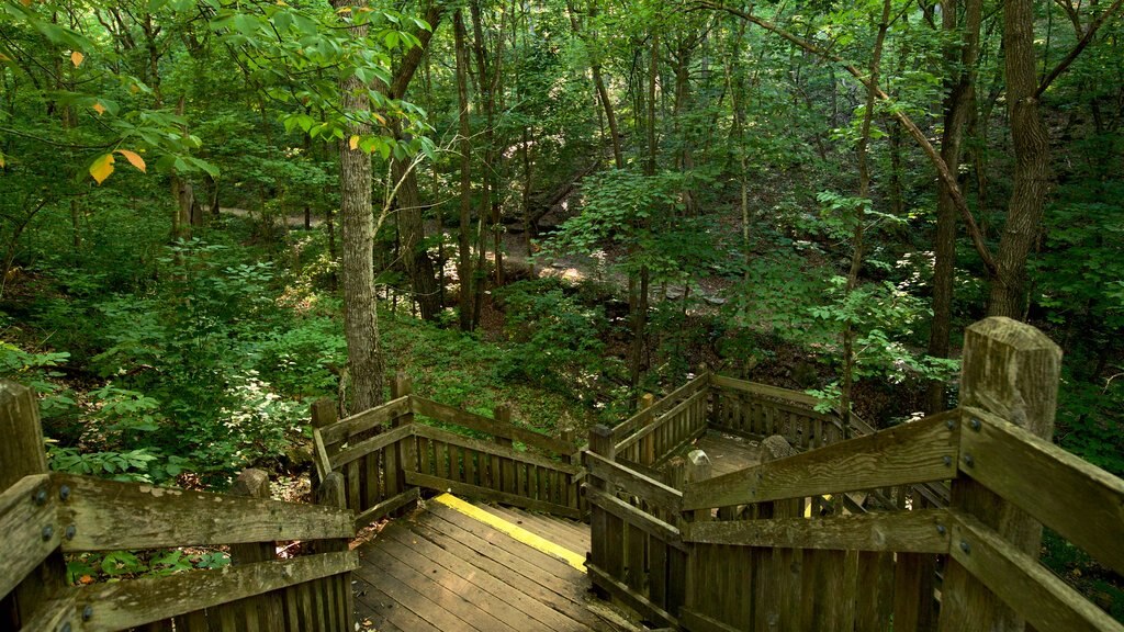 Rock Bridge Memorial State Park featuring forest scenes