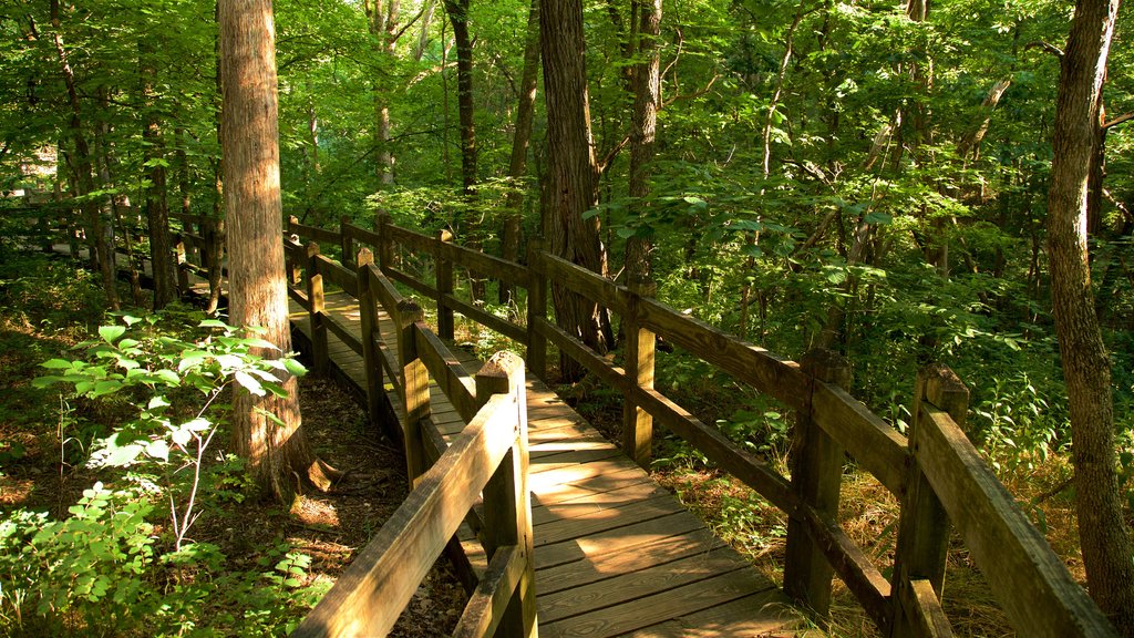 Rock Bridge Memorial State Park which includes forest scenes