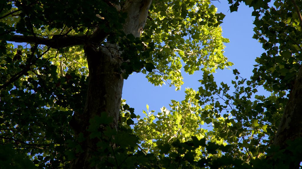 Rock Bridge Memorial State Park showing forests