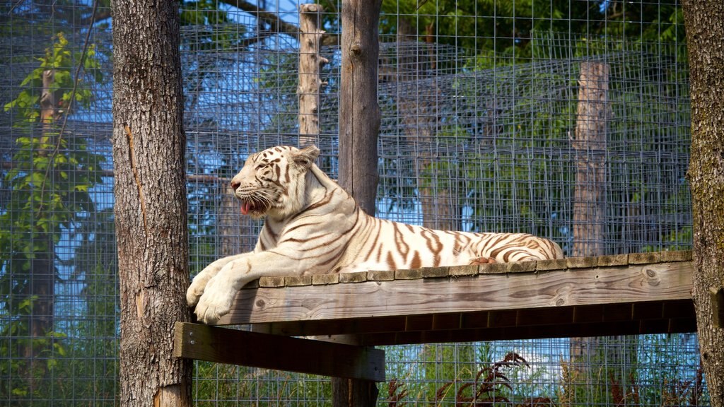 National Tiger Sanctuary que inclui animais perigosos, animais terrestres e animais de zoológico