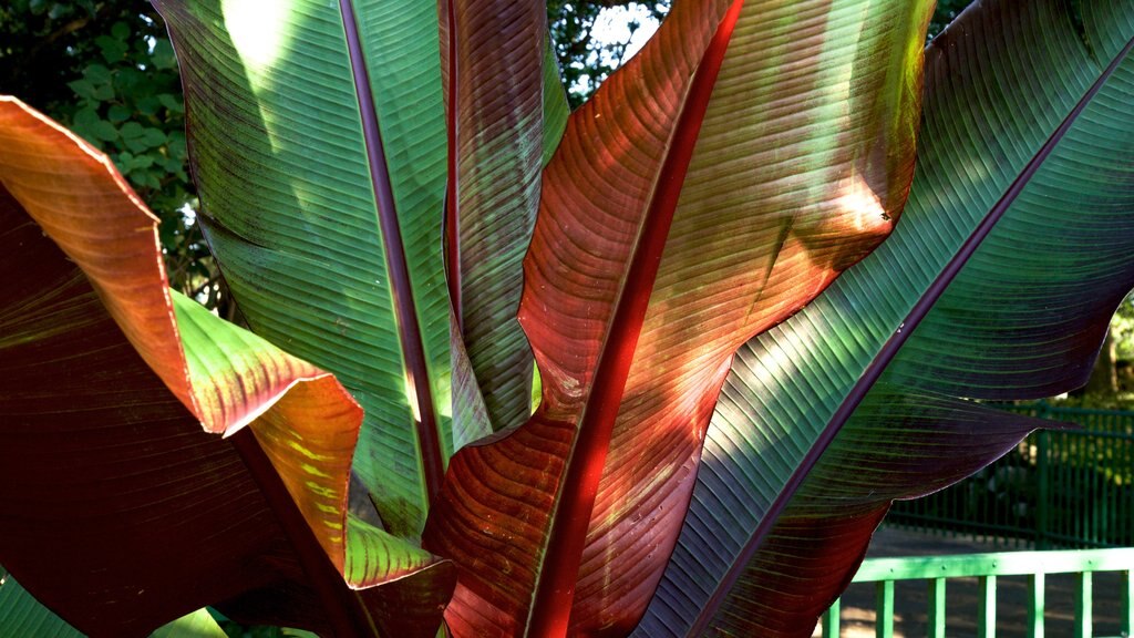 Shelter Gardens caracterizando um parque