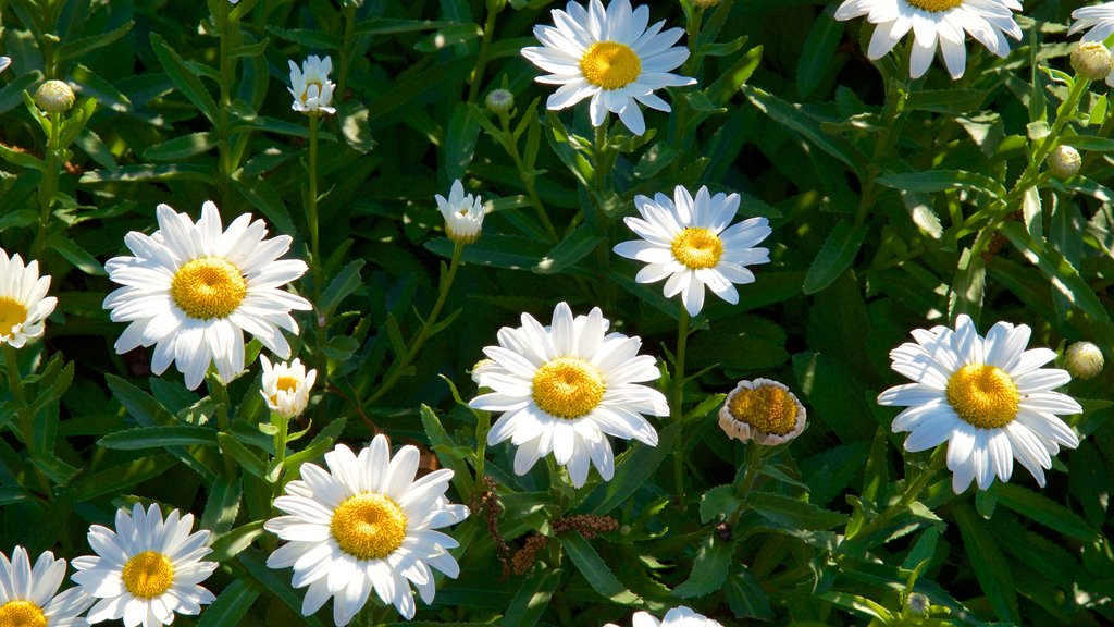 Shelter Gardens som viser blomster og en park