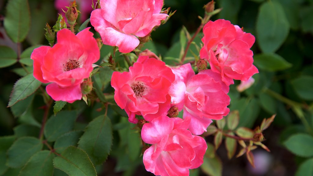 Shelter Gardens som viser en have og vilde blomster