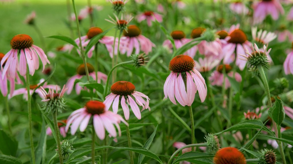 Shelter Gardens showing a park and wildflowers