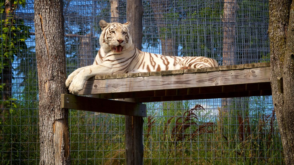 National Tiger Sanctuary que incluye animales peligrosos, animales terrestres y animales de zoológico