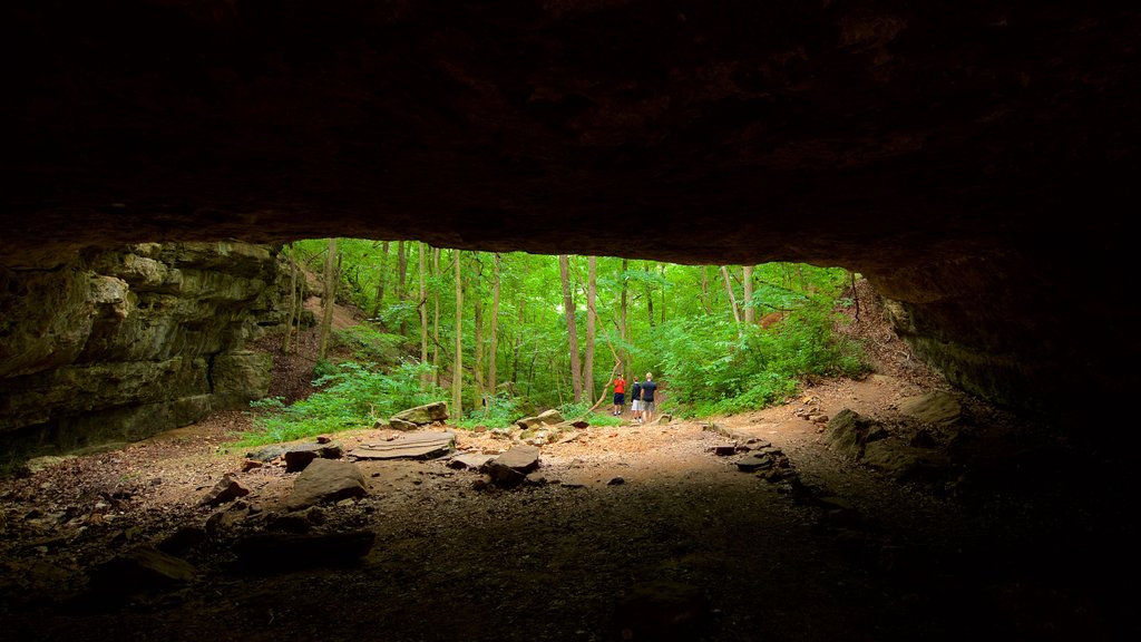 Ha Ha Tonka State Park mostrando cavernas e florestas assim como um pequeno grupo de pessoas