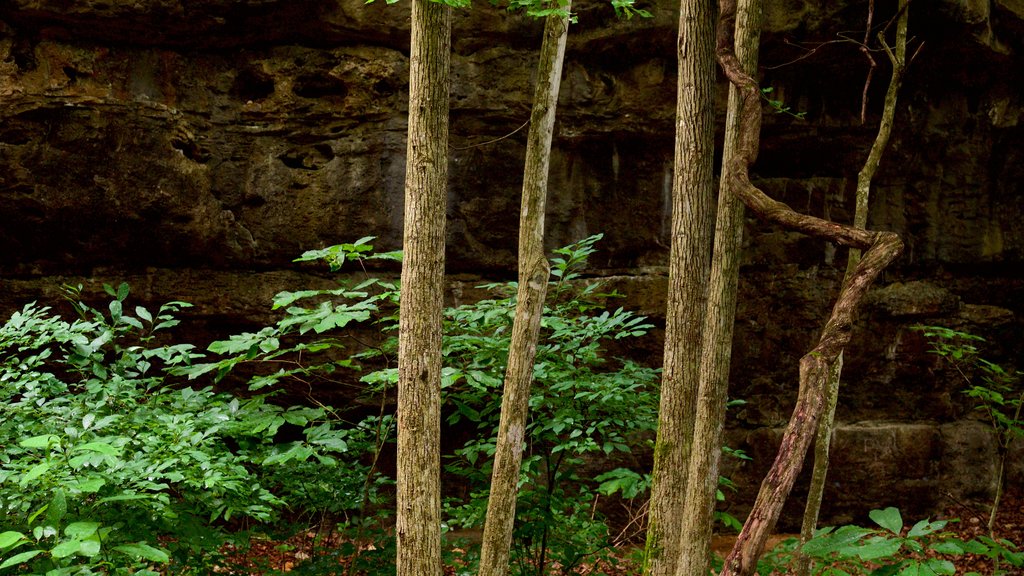 Ha Ha Tonka State Park showing forest scenes