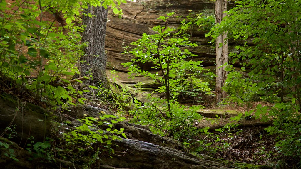 Ha Ha Tonka State Park showing forest scenes