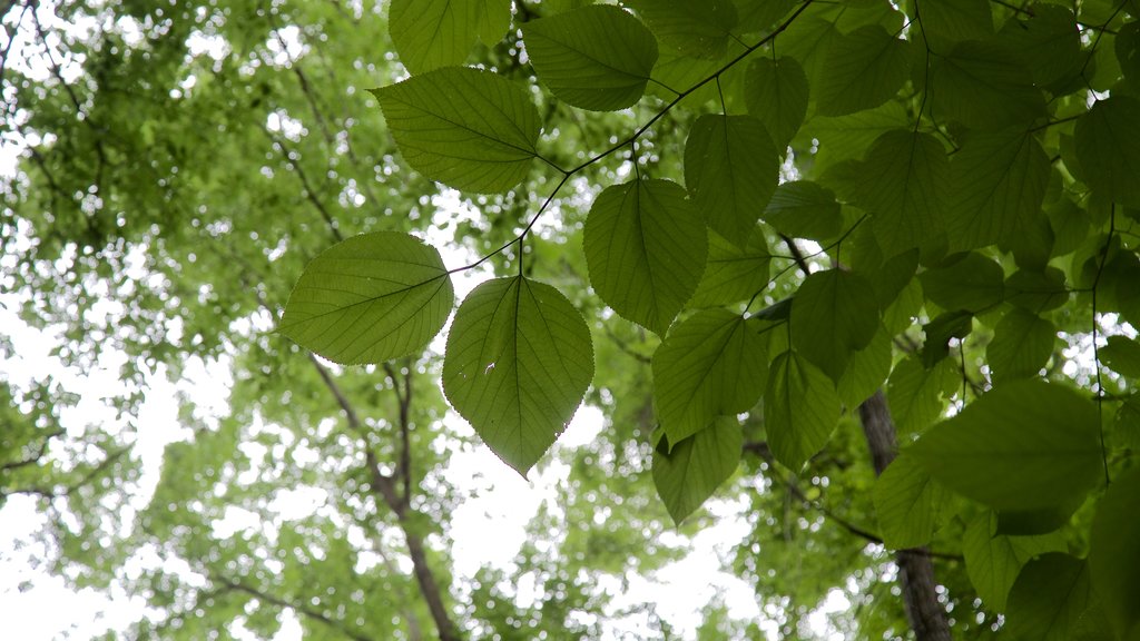 Ha Ha Tonka State Park featuring forest scenes