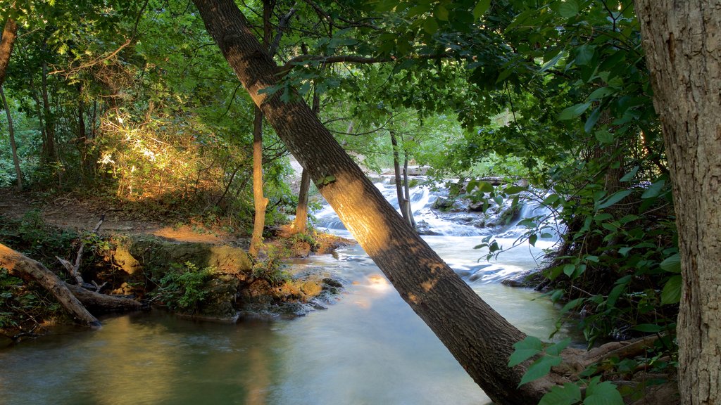 Chickasaw National Recreation Area showing a river or creek and forests