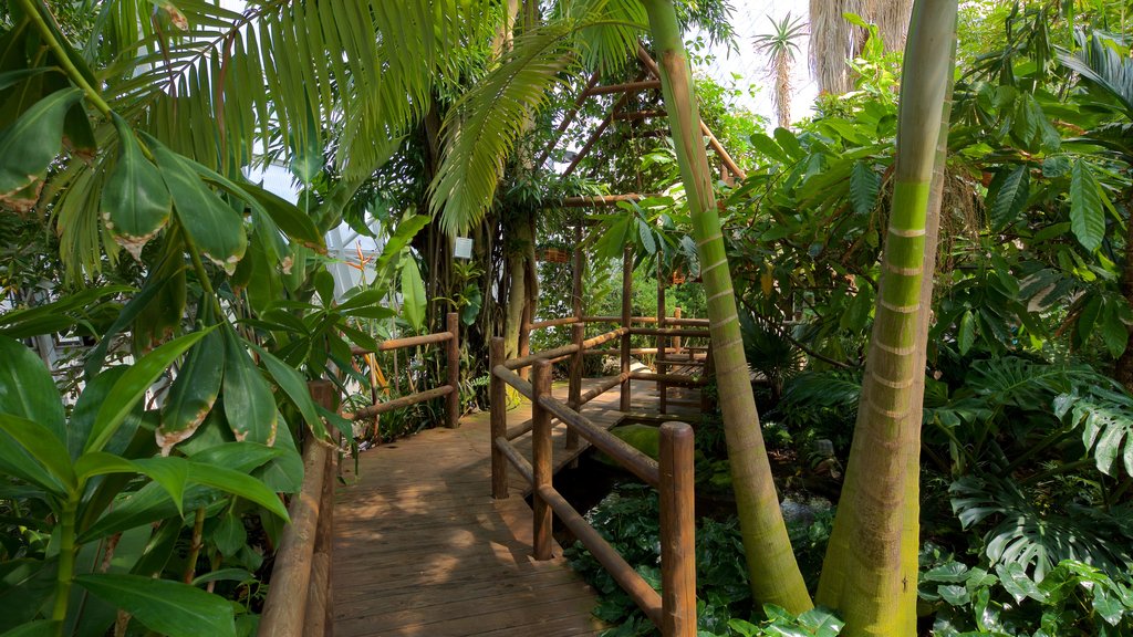 Myriad Botanical Gardens showing a garden