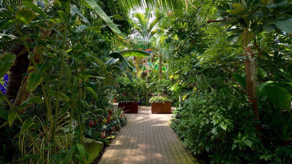 Myriad Botanical Gardens showing a park